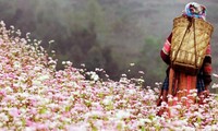 Ha Giang en temporada de flores de alforfón