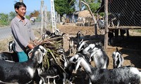 Reestructuración de ganadería orientada al desarrollo sostenible en Ninh Thuan