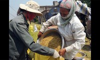 Vietnam conmemora Día Mundial de la Alimentación 