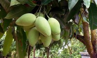 Mangos vietnamitas a la venta por primera vez en Japón