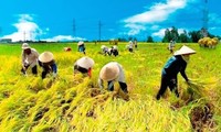 TPP – oportunidad para impulsar la reestructuración agrícola de Vietnam 