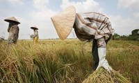 Diario argentino aprecia logros del desarrollo agrícola de Vietnam 