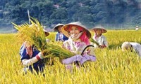 Vietnam promueve desarrollo sostenible en agricultura