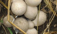 Cultivo de hongos de paja promete una vida más prospera para agricultores de Soc Trang