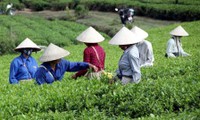 Cultivo del té con criterios sanitarios de VietGap brinda beneficios económicos para Tuyen Quang