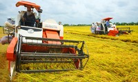Vietnam reestructura la agricultura para impulsar la integración y el desarrollo 