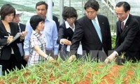 Localidades vietnamitas y japonesas cooperan en el desarrollo agrícola 