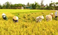 Vietnam busca nuevos modelos de cooperativas para satisfacer demandas de integración internacional