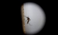 El número de casos de zika en España se mantiene en 58