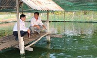 Préstamo en grupo asociado beneficia a agricultores de Tay Ninh