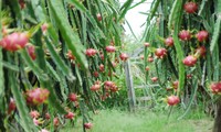 Australia importará pitaya fresca de Vietnam