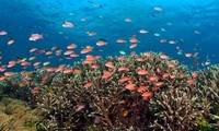 Exhorta la ONU a protección de los océanos  
