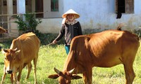 Campesinos de Ninh Thuan se ayudan por el desarrollo económico