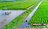 Cultivo de arroz-camarón: nuevo modelo de producción eficiente y sostenible