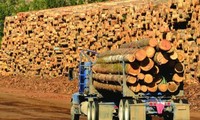 Vaticinan en Vietnam aumento de la exportación de madera y productos derivados 