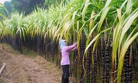 Hau Giang se esfuerza por lograr 70% de agricultores exitosos