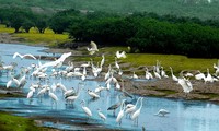 Parque Nacional de Xuan Thuy, hogar de aves migratorias