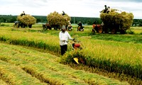 Vietnam por desarrollar cooperativas agrarias de nueva generación