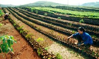 Cultivo de caucho, solución económica para superar pobreza en Dien Bien