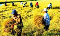 Agricultura en región del Delta del río Mekong ante retos de integración internacional