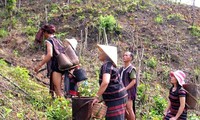 World Vision destina 1,8 millones de dólares a personas de pocos recursos en Quang Tri
