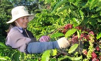 Brasil facilita exportación del café Robusta de Vietnam
