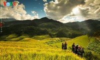 Arrozales en terrazas del norte de Vietnam en período de madurez