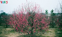 Las flores del melocotonero de Nhat Tan traen la primavera a Hanói