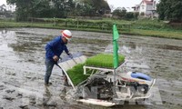 Reanudan producción agrícola en localidades vietnamitas tras días feriados del Tet