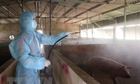 Vietnam capaz de producir una vacuna contra la peste porcina africana