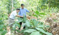 Plantas medicinales, fuente de ingresos de la etnia Dao en Quang Ninh