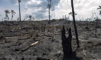 El G7 destina ayuda millonaria a combatir los incendios en la Amazonía