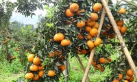 Inauguran en Hanói la Semana de Naranja de Ha Giang