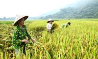 El sector agrícola de Vietnam espera una temporada dorada en 2021
