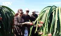 Binh Thuan desarrolla el turismo vinculado con huertos frutales