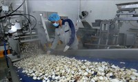 Vietnam exporta el primer contenedor de carne de almeja enlatada a Europa