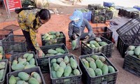 Medio alemán: Vietnam aumentará el volumen de mango exportado