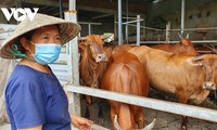 Familia campesina en Ciudad Ho Chi Minh gana fortuna con la cría bovina