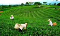 Celebrarán seminario sobre la exportación de té vietnamita a mercados internacionales