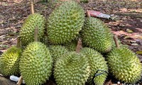 Siguen aumentando exportaciones de durián vietnamita a China