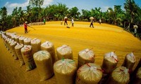 Vietnam busca garantizar la seguridad alimentaria, promover la producción y exportación sostenibles de arroz