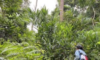 La plantación de morinda, hierba medicinal que trae prosperidad a los habitantes de la comuna Lang