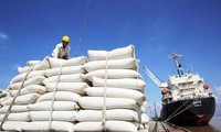 Aumenta la exportación de arroz vietnamita en 2023
