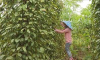 Exportaciones de pimienta vietnamita disminuyen en cantidad y aumentan en valor