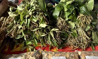 Plantas medicinales tradicionales: el tesoro de los Tay en Ba Che