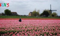Đẹp ngỡ ngàng cánh đồng hoa tulip rực rỡ sắc màu ở Hà Lan