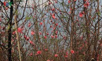 Peach blossoms bloom early before Tet