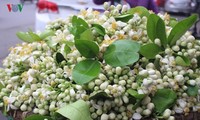 Hanoi filled with scent of grapefruit flowers