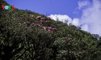 Hoa Đỗ quyên khoe sắc rực rỡ giữa núi rừng Putaleng