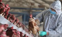 Grippe aviaire: l’OMS souligne une situation «préoccupante»